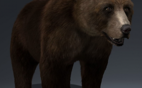 Image Not Found On Media Library