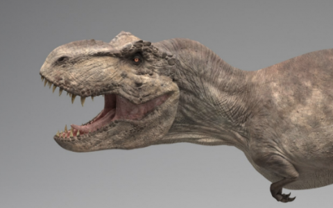 Image Not Found On Media Library