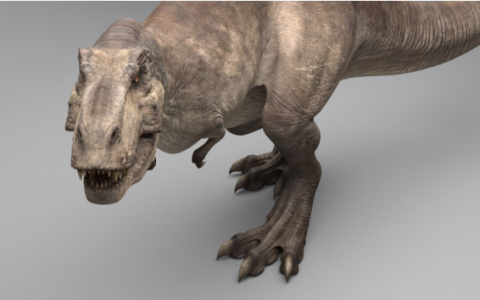 Image Not Found On Media Library